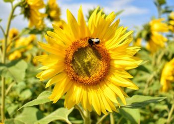 Close-up of honey bee on sunflower