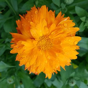 Close-up of yellow flower blooming outdoors