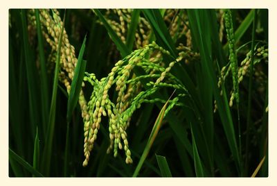 Close-up of plants growing in field