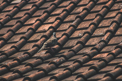 Full frame shot of roof tiles