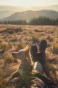 Close up adorable dog lying near crossed traveller legs concept photo