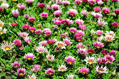 Top view of many vivid pink and white gazania flowers and in a garden in a sunny summer day