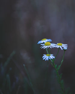 Close-up of yellow flowering plant