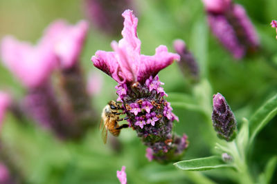 Close-up of insect pollinating on pink flower