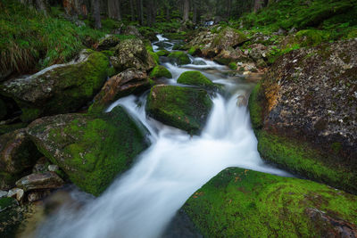 Stream flowing through rocks in forest in retezat mountains 