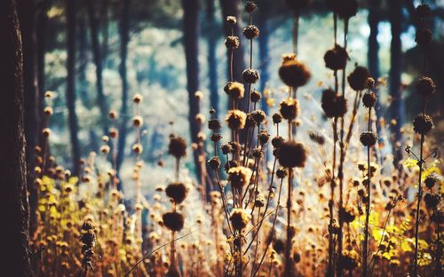 Close-up of flowers growing in field