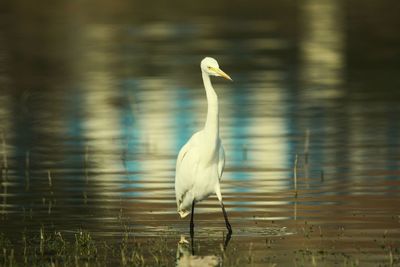 White heron in lake