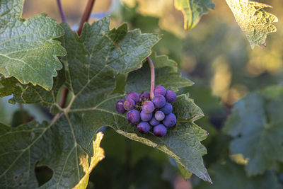 Close-up of grapes growing on plant