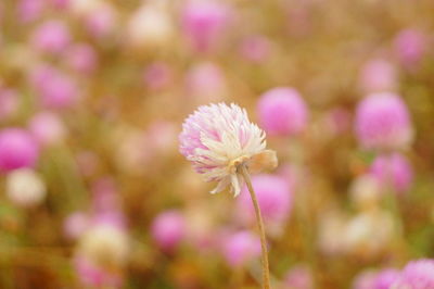 Close-up of pink flowering plant