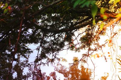 Low angle view of trees against sky