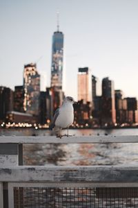 Close-up of seagull perching on railing against cityscape