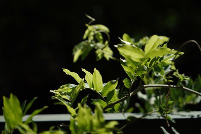 Close-up of fresh green plant against black background