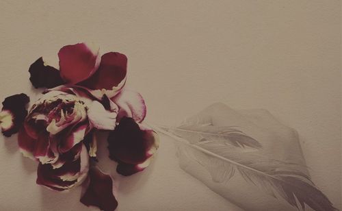 Close-up of rose on table against wall at home