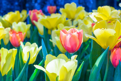 Tulips blooming in park