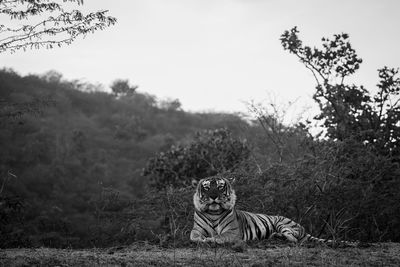Portrait of tiger sitting on grassy field against clear sky in forest