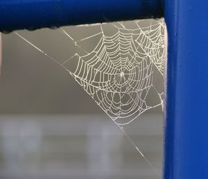 Close-up of spider web