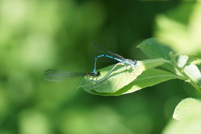 Dragonflies at the mating