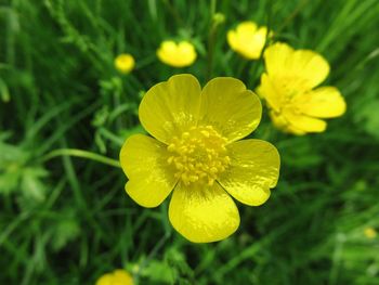 Close-up of water drops on yellow flower