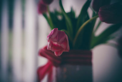 Close-up of pink rose