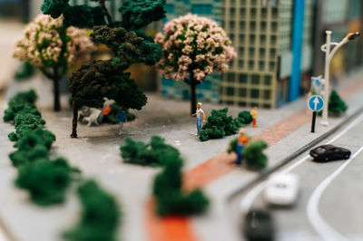 High angle view of plants on street