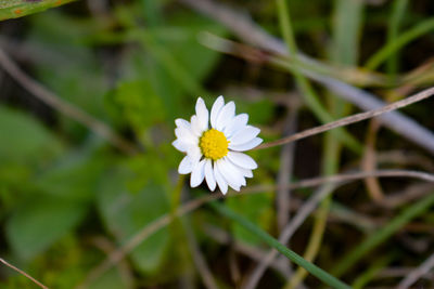 Close-up of white daisy flower