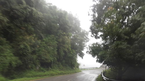 Road passing through trees