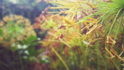 Close-up of insect on plant