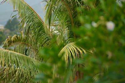 Close-up of plant