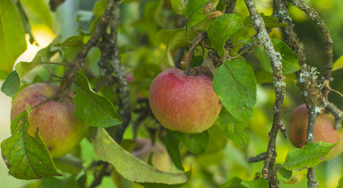 Close-up of apple growing on tree