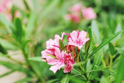 Close-up of pink flowering plant on field