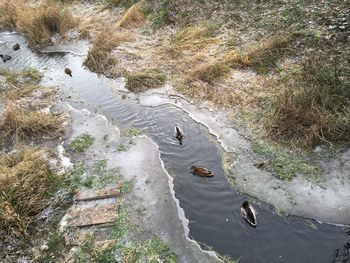 High angle view of ducks on rock