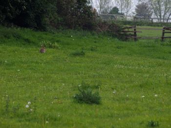 View of birds on grassy field