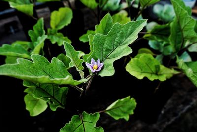 Close-up of plant growing outdoors