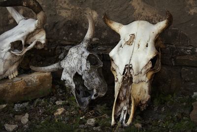 Close-up of animal skull