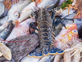 High angle view of fish for sale in market