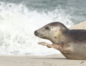 Close-up of young seal on beach at north sea