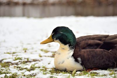 Close-up of a duck