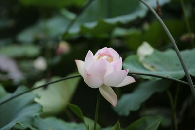 Close-up of pink lotus water lily