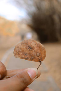 Close-up of hand holding leaf