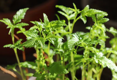 Close-up of plant