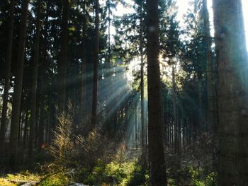 Sunlight streaming through trees in forest