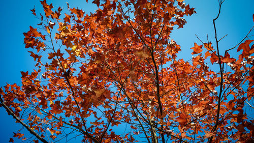 Low angle view of autumnal tree against blue sky