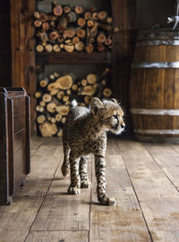 Cheetah cub walking on floorboard