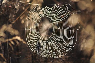 Close-up of spider web