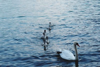 Ducks swimming in lake