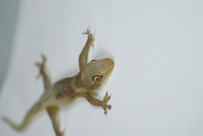 Close-up of a lizard on white background