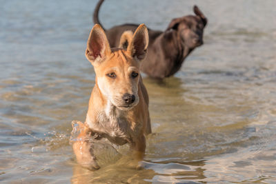 Portrait of dog by sea