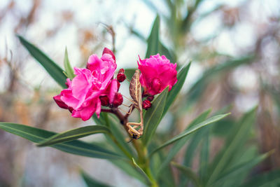 Close-up of pink flowers