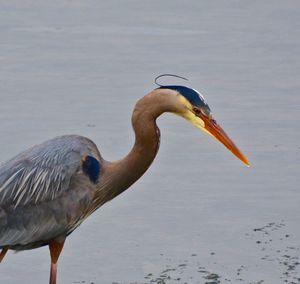 Close-up of gray heron by water
