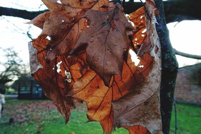 Close-up of dry maple leaf on tree
